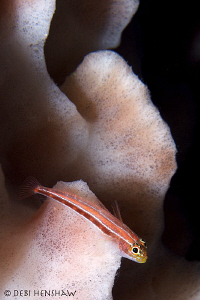 Triplefin and sponge by Debi Henshaw 